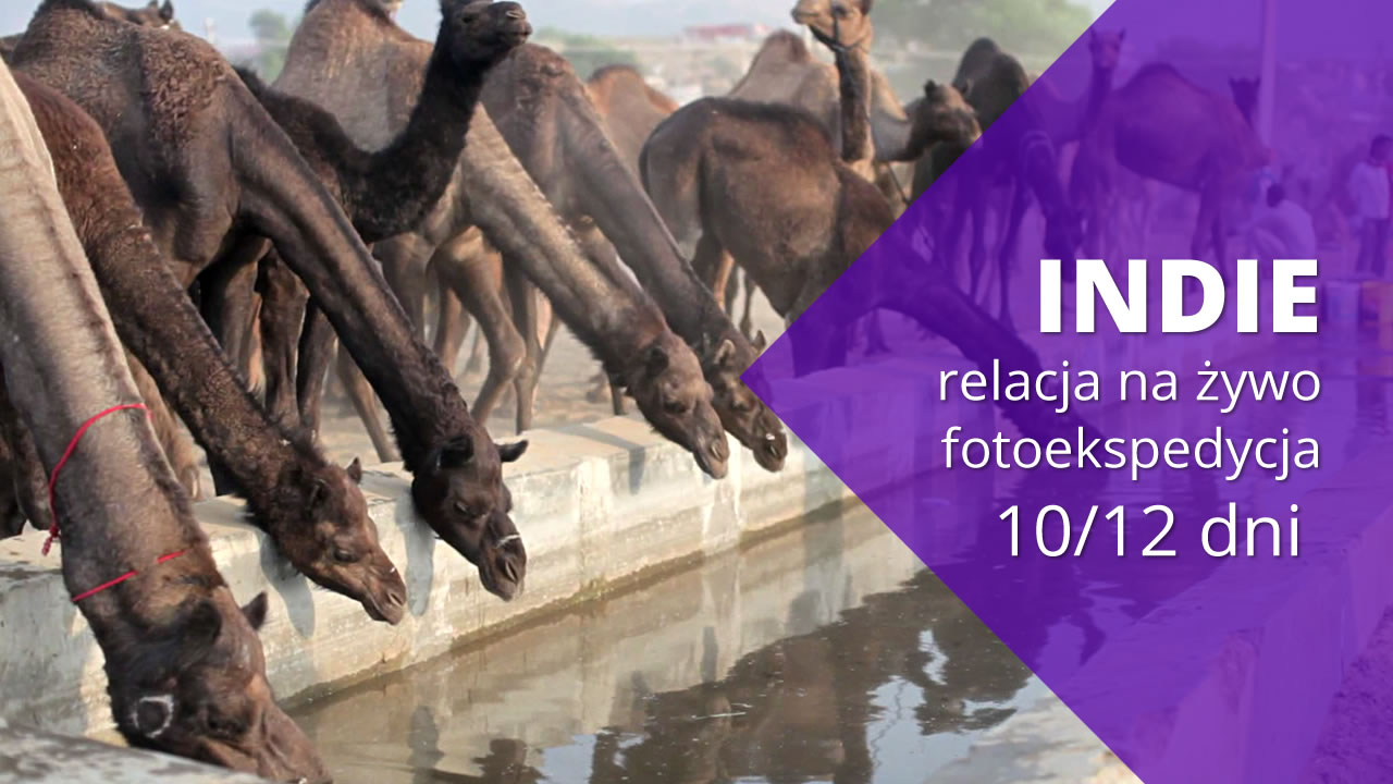 Fotoekspedycja do Indii #10 –  Pushkar, największy targ wielbłądów na świecie